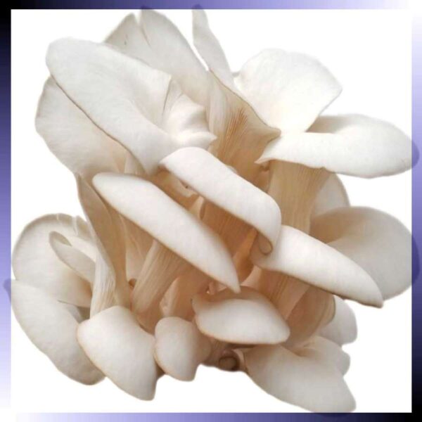 "ПРЕСНИ ГЪБИ"