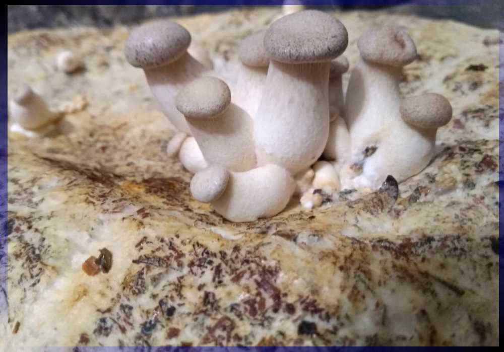 чувалче кракска ладница 7