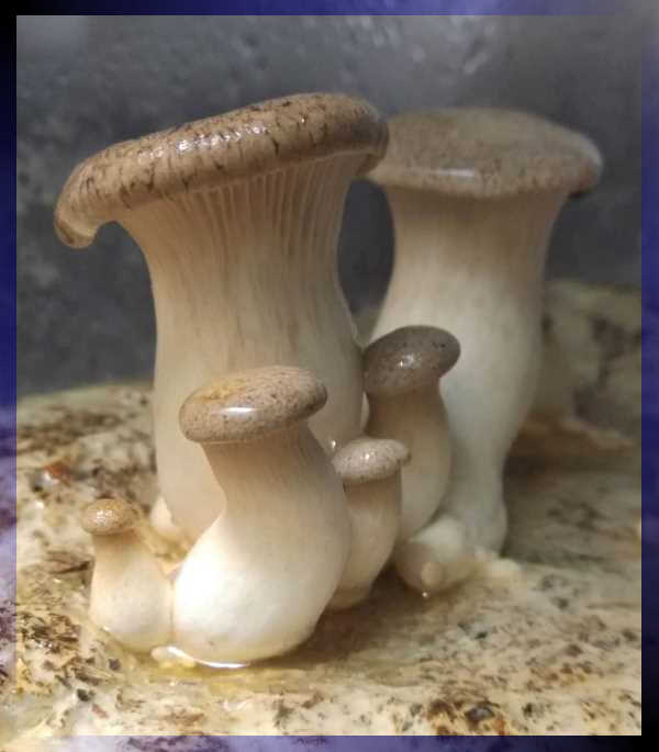 чувалче кракска ладница 77