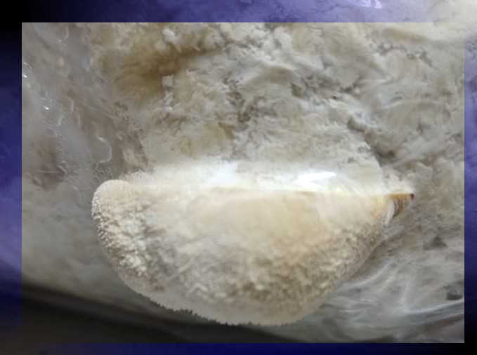 чувалче лъвска грива 7