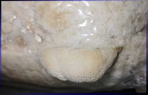 чувалче лъвска грива 77