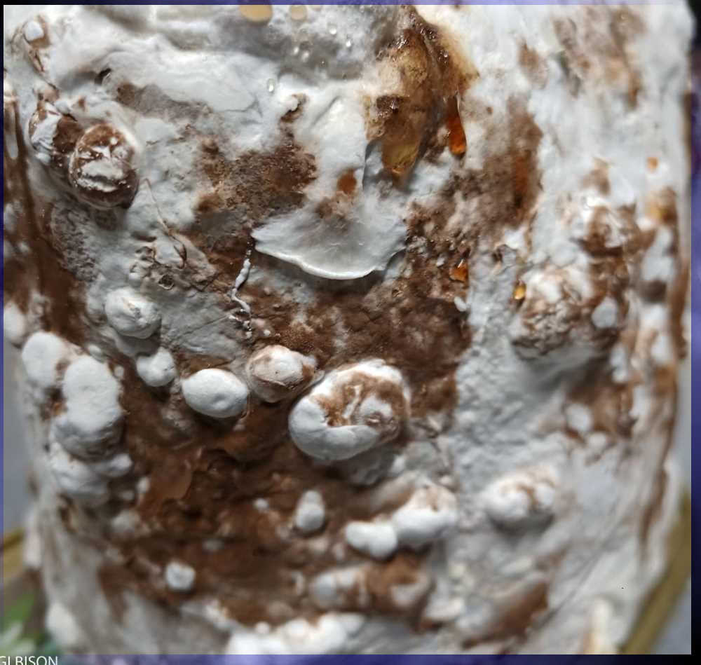 чувалче шиитаке 7