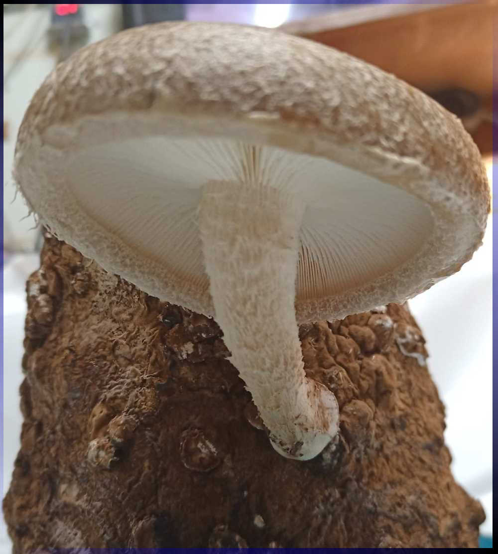 чувалче шиитаке 77