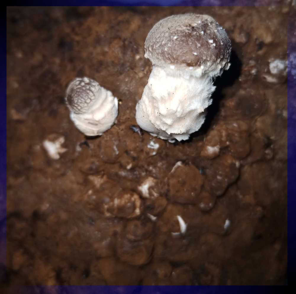 чувалче шиитаке 777